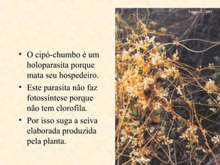 • O cipó-chumbo é um
holoparasita porque
mata seu hospedeiro.
• Este parasita não faz
fotossíntese porque
não tem clorofila.
• Por isso suga a seiva
elaborada produzida
pela planta.

 