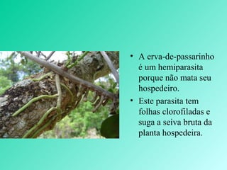 • A erva-de-passarinho
é um hemiparasita
porque não mata seu
hospedeiro.
• Este parasita tem
folhas clorofiladas e
suga a seiva bruta da
planta hospedeira.

 
