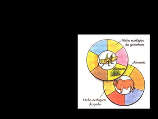 COMPETIÇÃO
INTERESPECÍFICA
• Competição
interespecífica: Disputa
entre indivíduos de
espécies diferentes por
recurso do meio que não
existe em quantidade
suficiente para todos.
• Exemplo: bois e
gafanhotos, carrapatos e
pulgas, paramécios,...

 