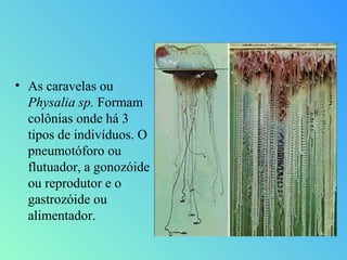 • As caravelas ou
Physalia sp. Formam
colônias onde há 3
tipos de indivíduos. O
pneumotóforo ou
flutuador, a gonozóide
ou reprodutor e o
gastrozóide ou
alimentador.

 