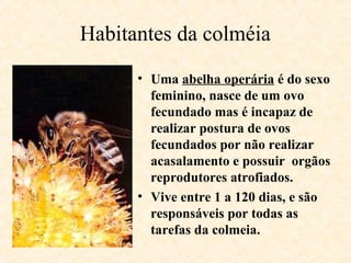 Habitantes da colméia
• Uma abelha operária é do sexo
feminino, nasce de um ovo
fecundado mas é incapaz de
realizar postura de ovos
fecundados por não realizar
acasalamento e possuir orgãos
reprodutores atrofiados.
• Vive entre 1 a 120 dias, e são
responsáveis por todas as
tarefas da colmeia.

 