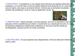 4.PREDATISMO  - O predatismo é uma relação entre indivíduos de espécies diferentes. No predatismo, um animal mata o outro de espécie diferente para alimentar-se. É o caso das aves de rapina, das onças e do próprio homem. Animais que se alimentam de plantas também são predadores, como é o caso do gafanhoto, do boi, etc.  5. AMENSALISMO  - Nesta interação, uma das espécies, que nem se beneficia e nem se prejudica, elimina substâncias que inibem o crescimento ou a reprodução de outra. É o caso de bactérias patogênicas inibidas pelos antibióticos ou da fauna marinha inibida por dinoflagelados, quando ocorrem as marés vermelhas.  6. NEUTRALISMO  - As duas espécies são independentes; nenhuma delas tem influência sobre a outra.  