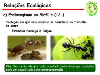 c) Esclavagismo ou Sinfilia (+/-)
• Relação em que uma espécie se beneficia do trabalho
da outra.
• Exemplo: Formiga X Pulgão
Relações Ecológicas
Obs. Sob certa interpretação, a relação entre formigas e pulgões
pode ser classificada como protocooperação
 