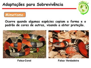 Ocorre quando algumas espécies copiam a forma e o
padrão de cores de outras, visando a obter proteção.
Adaptações para Sobrevivência
Mimetismo
Falsa-Coral Falsa- Verdadeira
 