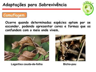Ocorre quando determinadas espécies optam por se
esconder, podendo apresentar cores e formas que os
confundem com o meio onde vivem.
Adaptações para Sobrevivência
Camuflagem
Lagartixa cauda-de-folha Bicho-pau
 