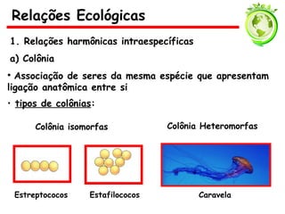 1. Relações harmônicas intraespecíficas
a) Colônia
• Associação de seres da mesma espécie que apresentam
ligação anatômica entre si
• tipos de colônias:
Colônia isomorfas
Estreptococos Estafilococos
Colônia Heteromorfas
Caravela
Relações Ecológicas
 