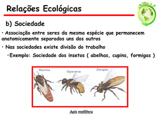 b) Sociedade
• Associação entre seres da mesma espécie que permanecem
anatomicamente separados uns dos outros
• Nas sociedades existe divisão do trabalho
•Exemplo: Sociedade dos insetos ( abelhas, cupins, formigas )
Apis mellifera
Relações Ecológicas
 