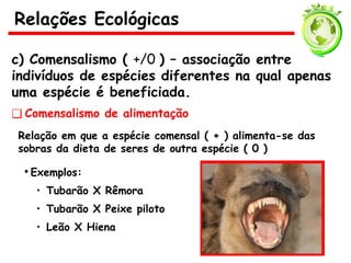 ❑ Comensalismo de alimentação
Relação em que a espécie comensal ( + ) alimenta-se das
sobras da dieta de seres de outra espécie ( 0 )
• Exemplos:
• Tubarão X Rêmora
• Tubarão X Peixe piloto
• Leão X Hiena
c) Comensalismo ( +/0 ) – associação entre
indivíduos de espécies diferentes na qual apenas
uma espécie é beneficiada.
Relações Ecológicas
 