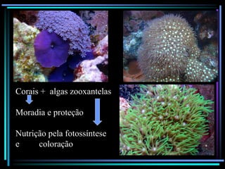 Corais + algas zooxantelas
Moradia e proteção
Nutrição pela fotossíntese
e coloração
 