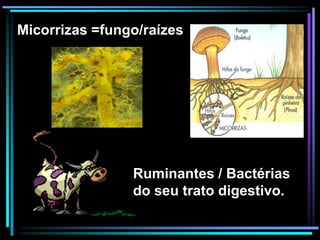 Ruminantes / Bactérias
do seu trato digestivo.
Micorrizas =fungo/raízes
 