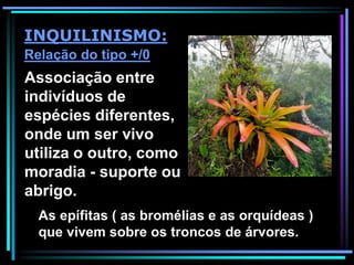 Associação entre
indivíduos de
espécies diferentes,
onde um ser vivo
utiliza o outro, como
moradia - suporte ou
abrigo.
INQUILINISMO:
Relação do tipo +/0
As epífitas ( as bromélias e as orquídeas )
que vivem sobre os troncos de árvores.
 