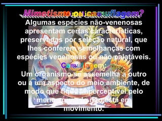 Mimetismo:
Algumas espécies não-venenosas
apresentam certas características,
preservadas por seleção natural, que
lhes conferem semelhanças com
espécies venenosas ou não palatáveis.
Camuflagem:
Um organismo se assemelha a outro
ou a um aspecto do meio ambiente, de
modo que fique imperceptível pelo
menos quando não está em
movimento.
 
