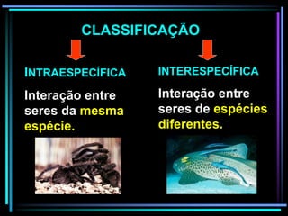 INTERESPECÍFICA
Interação entre
seres de espécies
diferentes.
CLASSIFICAÇÃO
INTRAESPECÍFICA
Interação entre
seres da mesma
espécie.
 