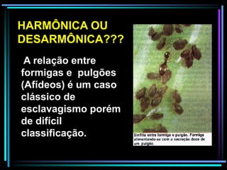 A relação entre
formigas e pulgões
(Afídeos) é um caso
clássico de
esclavagismo porém
de difícil
classificação.
HARMÔNICA OU
DESARMÔNICA???
 