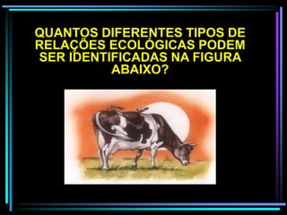 QUANTOS DIFERENTES TIPOS DE
RELAÇÕES ECOLÓGICAS PODEM
SER IDENTIFICADAS NA FIGURA
ABAIXO?
 