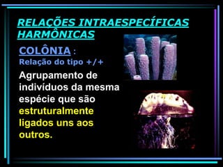 RELAÇÕES INTRAESPECÍFICAS
HARMÔNICAS
COLÔNIA :
Relação do tipo +/+
Agrupamento de
indivíduos da mesma
espécie que são
estruturalmente
ligados uns aos
outros.
 