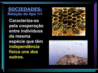 Caracteriza-se
pela cooperação
entre indivíduos
da mesma
espécie que têm
independência
física uns dos
outros.
SOCIEDADES:
Relação do tipo +/+
 