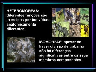 HETEROMORFAS:
diferentes funções são
exercidas por indivíduos
anatomicamente
diferentes.
ISOMORFAS: apesar de
haver divisão de trabalho
não há diferenças
significativas entre os seus
membros componentes.
 