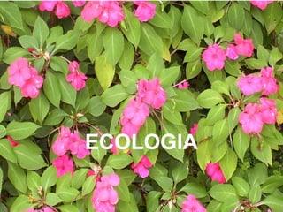 ECOLOGIA
 