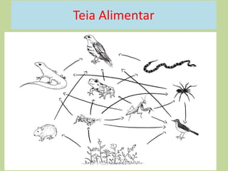 Teia Alimentar

 
