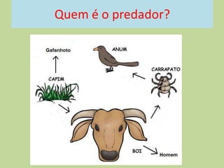 Quem é o predador?

 