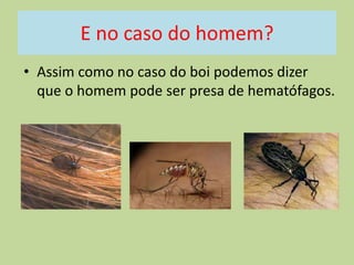 E no caso do homem?
• Assim como no caso do boi podemos dizer
que o homem pode ser presa de hematófagos.

 