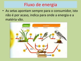 Fluxo de energia
• As setas apontam sempre para o consumidor, isto
não é por acaso, indica para onde a energia e a
matéria vão.

 
