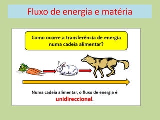Fluxo de energia e matéria

 