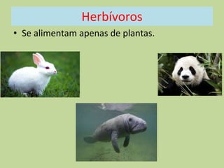 Herbívoros
• Se alimentam apenas de plantas.

 