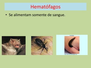 Hematófagos
• Se alimentam somente de sangue.

 