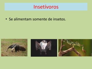 Insetívoros
• Se alimentam somente de insetos.

 