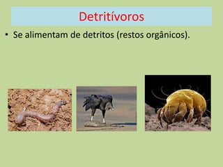 Detritívoros
• Se alimentam de detritos (restos orgânicos).

 