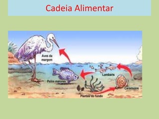Cadeia Alimentar

 