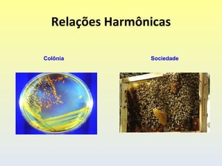 Relações Harmônicas

Colônia          Sociedade
 