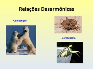 Relações Desarmônicas
Competição




                    Canibalismo
 