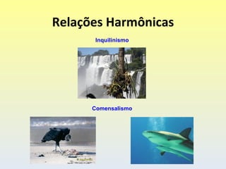 Relações Harmônicas
       Inquilinismo




      Comensalismo
 