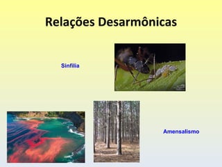 Relações Desarmônicas


  Sinfilia




                  Amensalismo
 