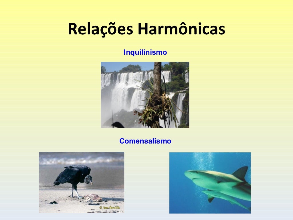Relações harmônicas e desarmônicas