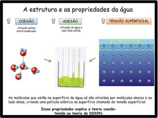 COESÃO ADESÃO TENSÃO SUPERFICIAL
Atração da água a
uma fase sólida
Atração mútua
entre moléculas
A estrutura e as propriedades da água
As moléculas que estão na superfície da água só são atraídas por moléculas abaixo e ao
lado delas, criando uma película elástica na superfície chamada de tensão superficial.
Essas propriedades explica a teoria coesão-
tensão ou teoria de DIXON.
 