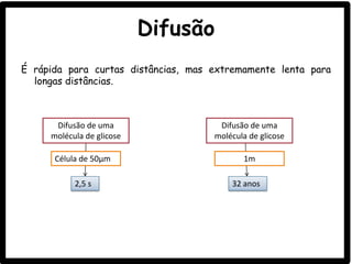 Difusão
É rápida para curtas distâncias, mas extremamente lenta para
longas distâncias.
Difusão de uma
molécula de glicose
Célula de 50µm
2,5 s
Difusão de uma
molécula de glicose
1m
32 anos
 