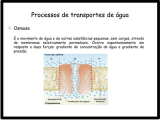 Osmose
É o movimento de água e de outras substâncias pequenas, sem cargas, através
de membranas seletivamente permeáveis. Ocorre espontaneamente em
resposta a duas forças: gradiente de concentração de água e gradiente de
pressão.
Processos de transportes de água
 