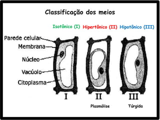 Classificação dos meios
Isotônico (I) Hipertônico (II) Hipotônico (III)
TúrgidaPlasmólise
 