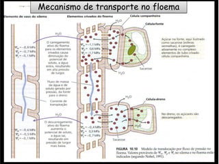 Mecanismo de transporte no floema
 