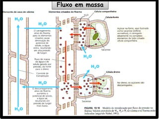 H2O
H2O
H2O
H2O
H2O
H2O
Fluxo em massa
 