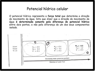 Potencial hídrico celular
O potencial hídrico representa a força total que determina a direção
do movimento da água. Isto que dizer que a direção do movimento de
água é determinada somente pela diferença de potencial hídrico
entre dois pontos, e não pela diferença de um dos seus componentes
isolado.
 
