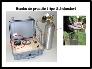 Bomba de pressão (tipo Scholander)
 