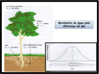 Movimento da água pela
diferença de 𝟁w
 