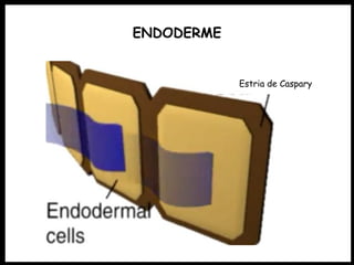 ENDODERME
Estria de Caspary
 