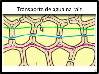 Transporte de água na raiz
 