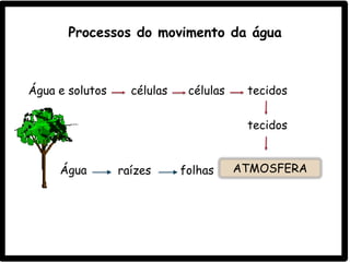 Água e solutos células células
tecidos
raízes folhas ATMOSFERA
Processos do movimento da água
Água
tecidos
 